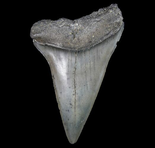 Fossil Mako Shark Tooth - Georgia #75201